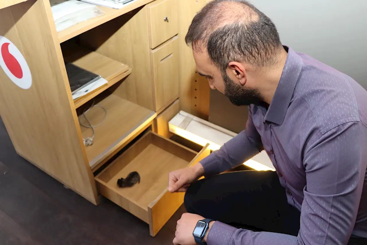 Masa çekmecesinde doğum yapan kedi ve yavrusuna esnaf sahip çıktı