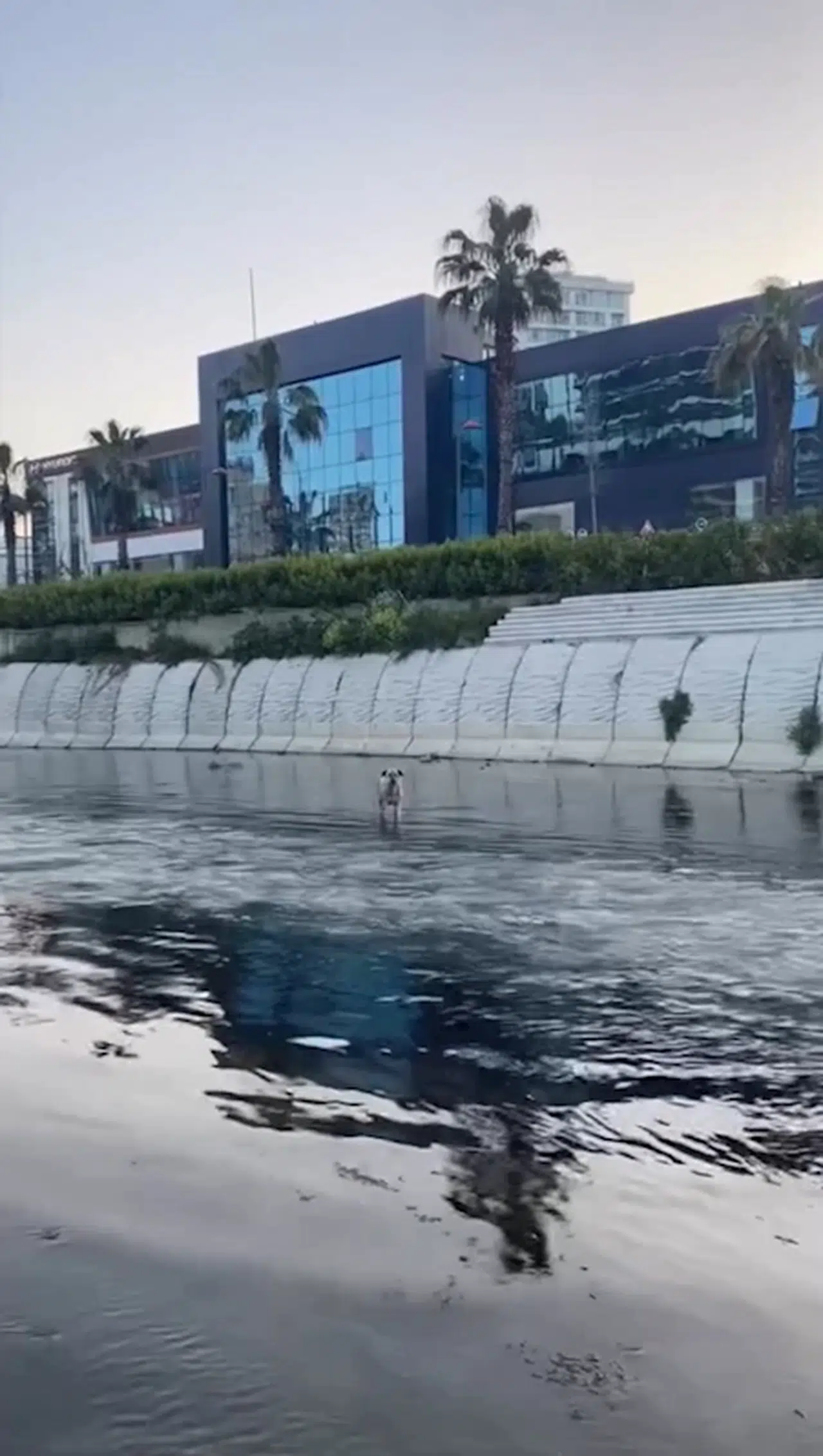 İstanbul - Kağıthane'de derede mahsur kalan köpeği itfaiye kurtardı 