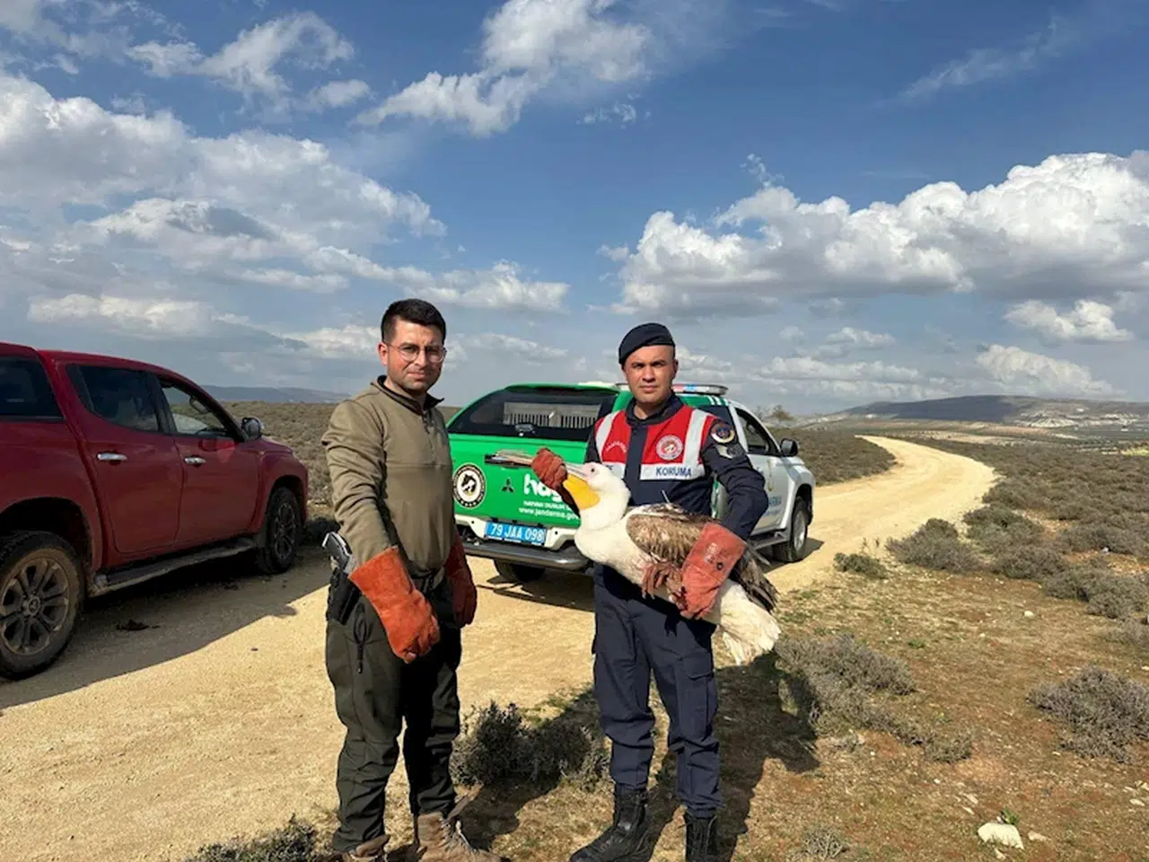 Yaralı pelikan, jandarmanın dikkati ile kurtuldu