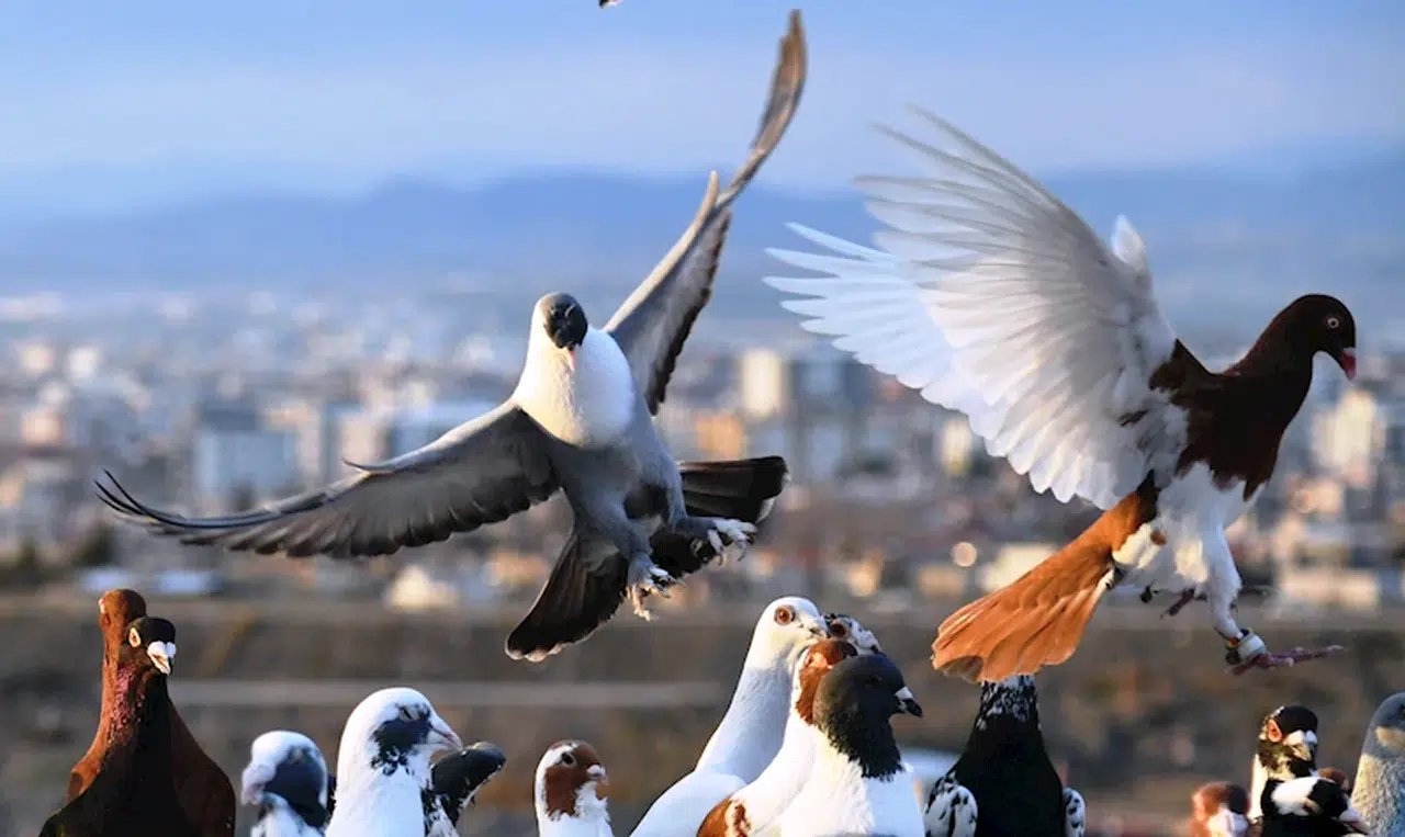 Dedesinin hobisiydi; evinin çatısında 300 güvercine bakıyor
