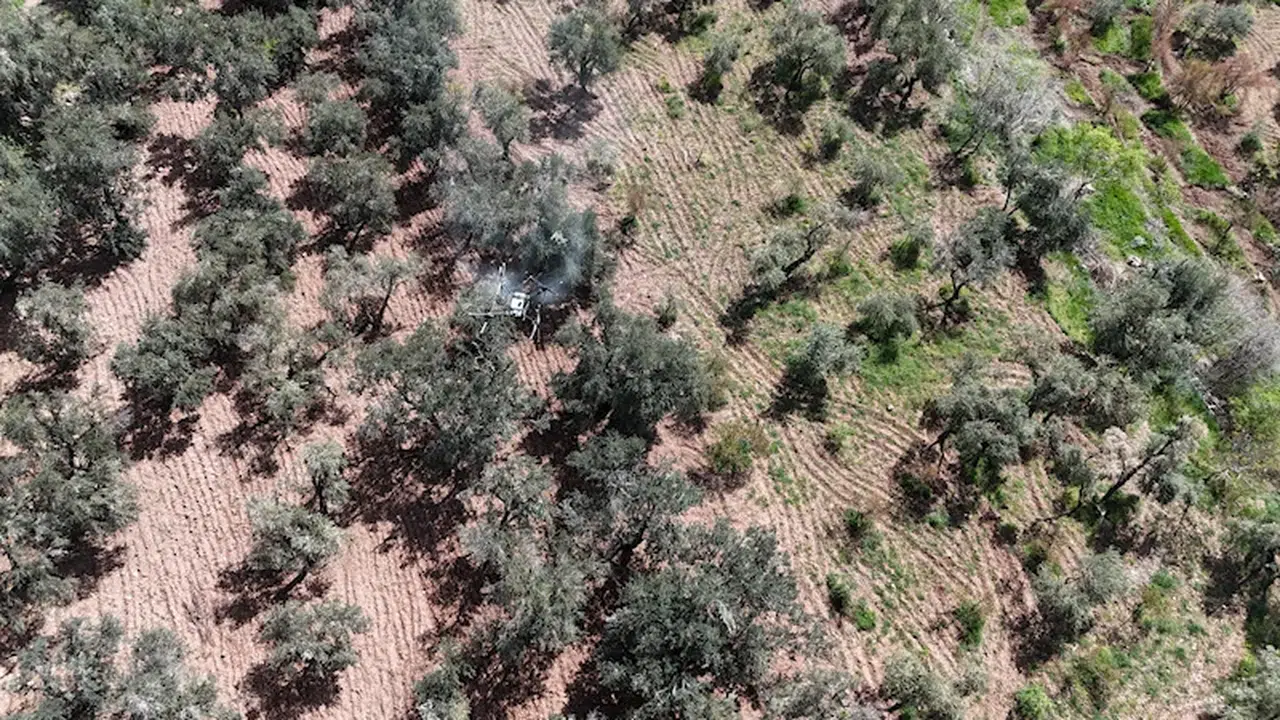 Mardin’de, asırlık zeytin ağaçları karadan ve havandan ilaçlandı 