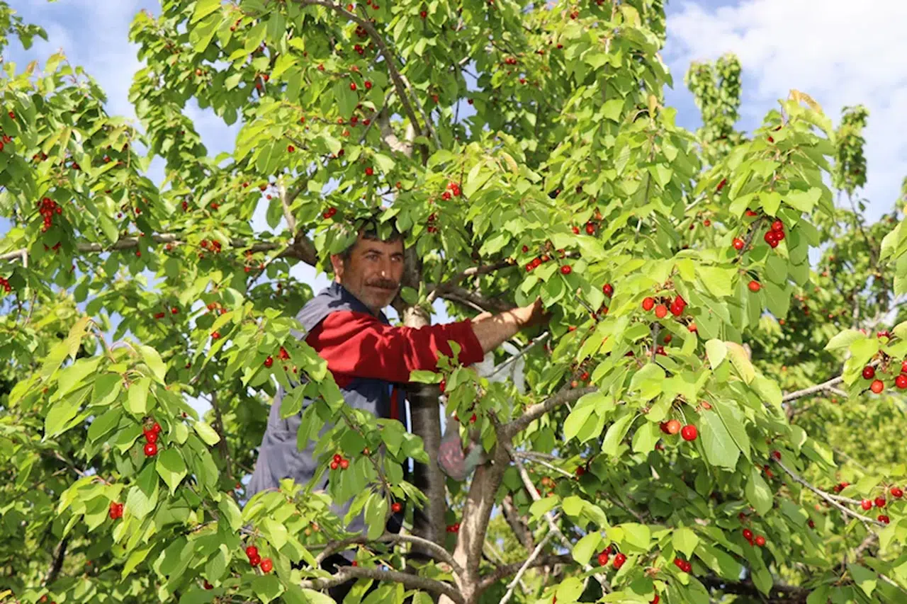 Oltu'da 'misafir kirazı'nda hasat zamanı