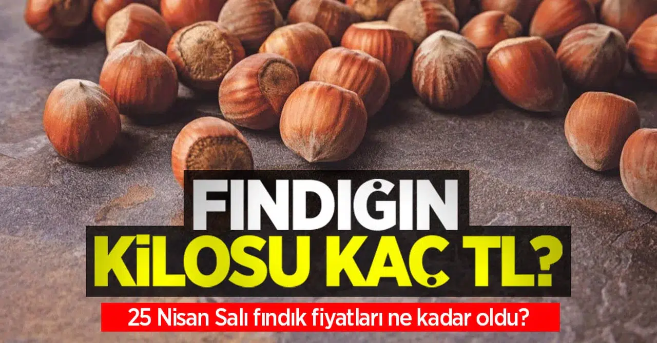 Fındığın kilosu kaç TL? 25 Nisan Salı fındık fiyatları ne kadar oldu?