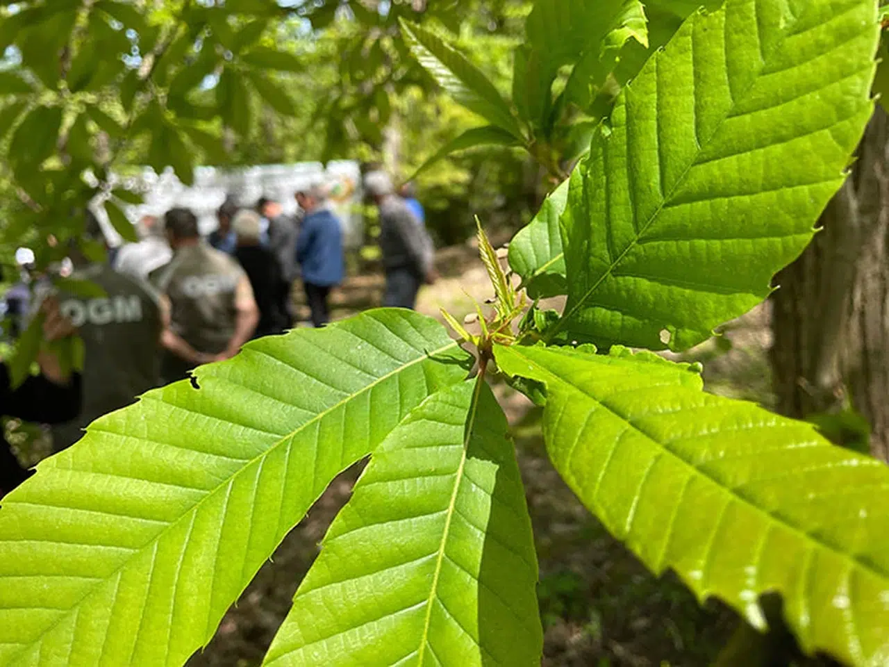 Bartın'da kestane ağaçlarını gal arısından laboratuvarda üretilen böcekler koruyacak
