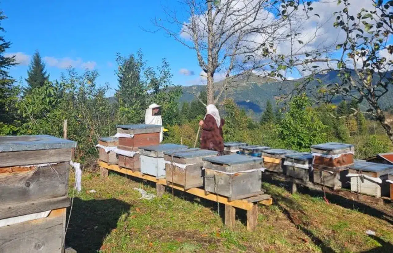 Şalpazarı'nda arıcılık kayıt altına alınıyor, sağlıklı bal üretimi hedefleniyor