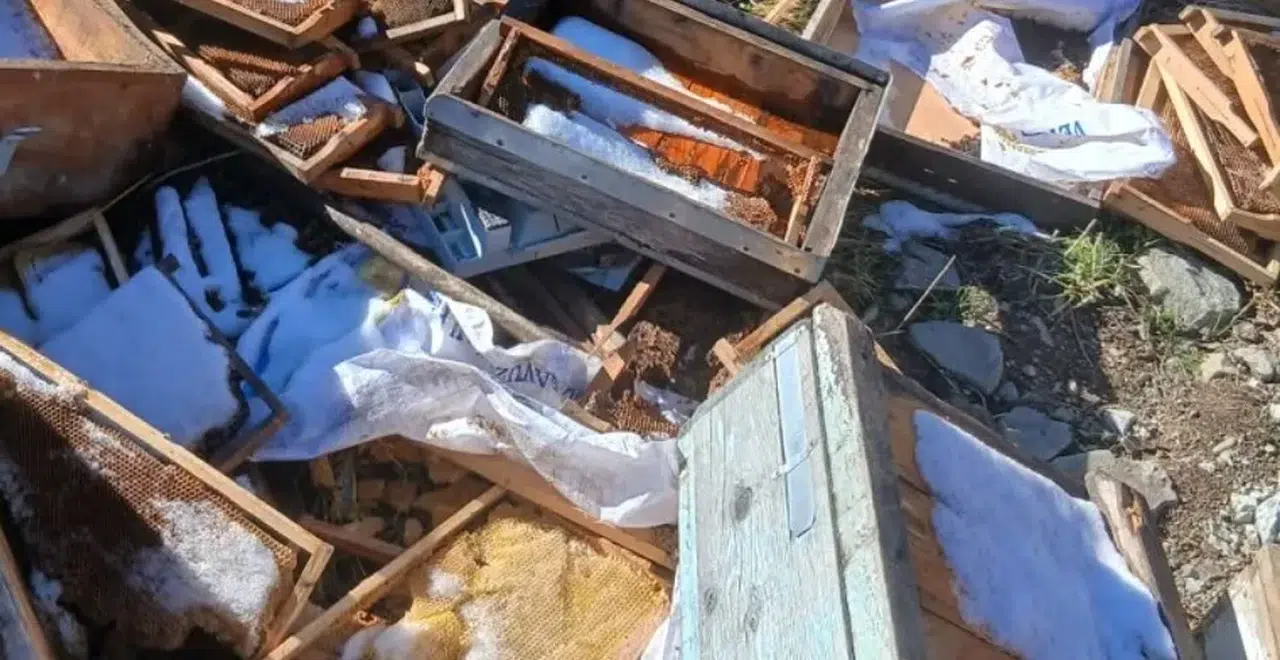 İkizdere'de ayı saldırıları arıcıları tehdit ediyor, Seyhan devletten yardım bekliyor