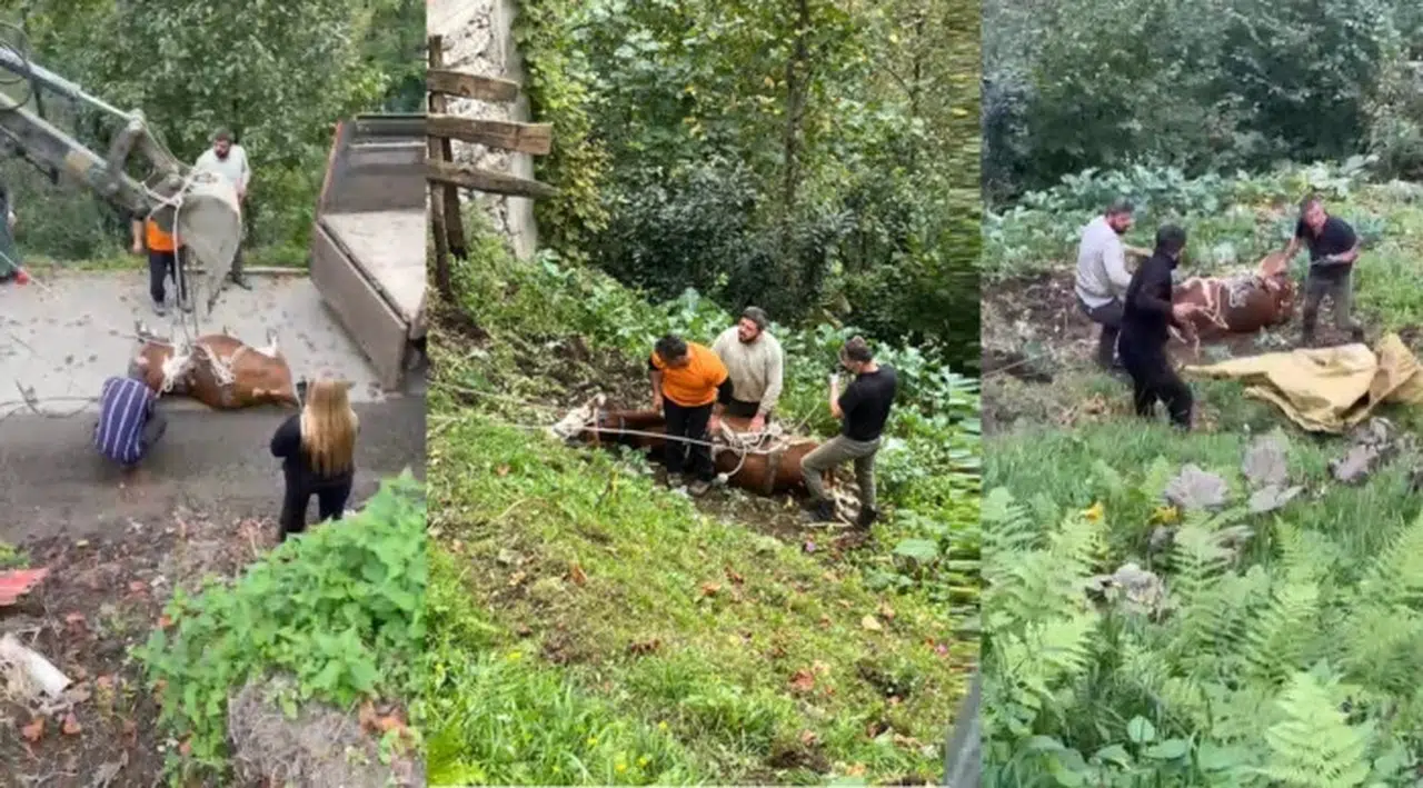 Rize'de Kurtarma Operasyonu: Topluca Köyü'nde Hayvanseverlerden Dayanışma Örneği