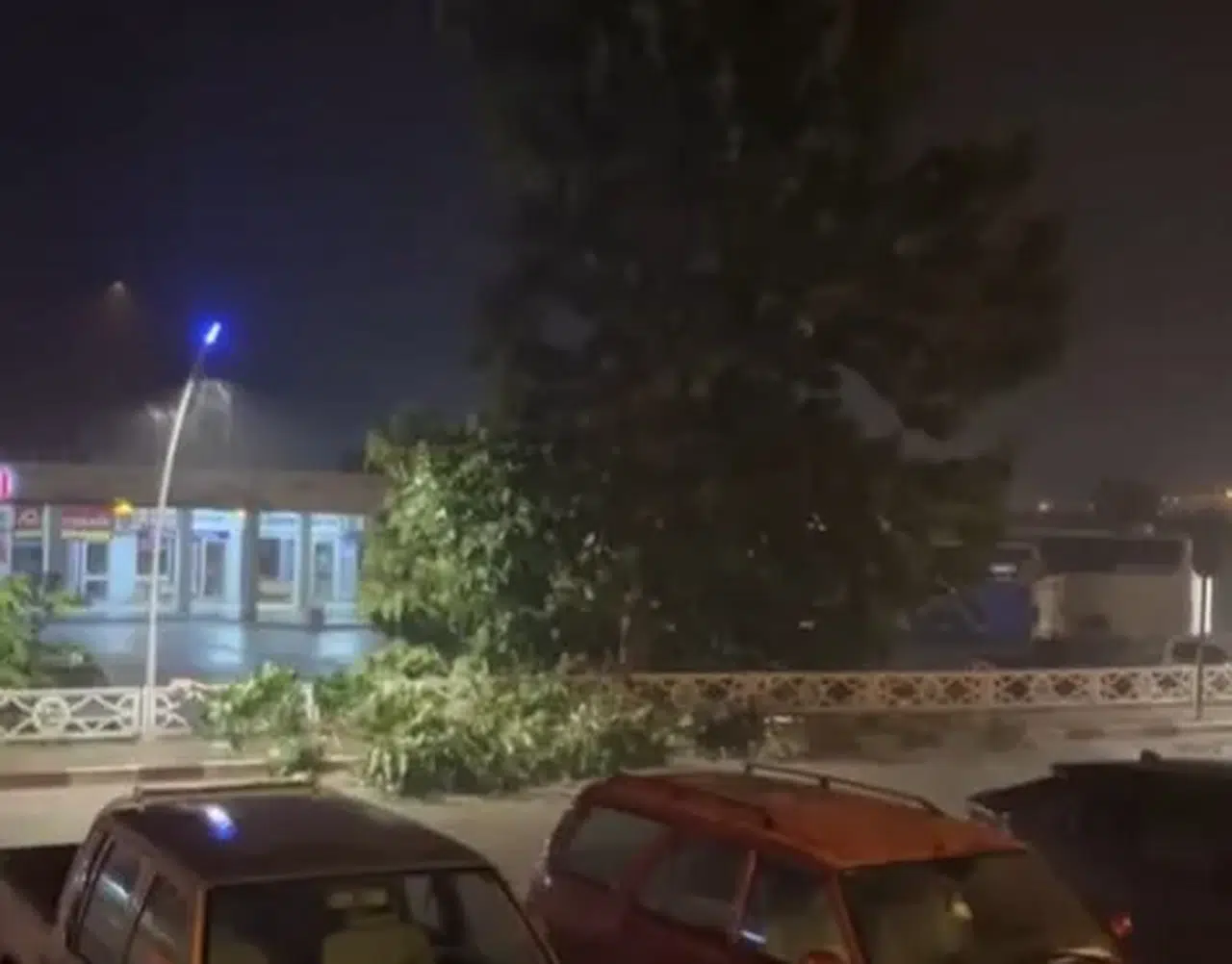 Rize Ardeşen’de Şiddetli Rüzgar Ağacın Dalını Kırdı