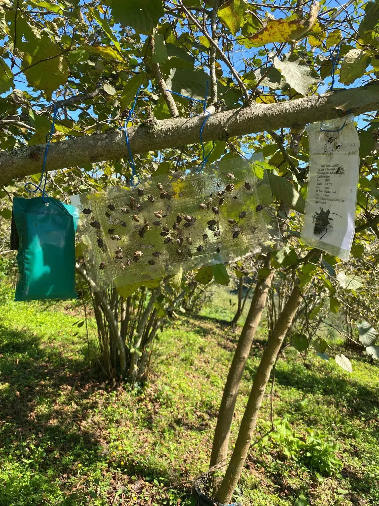 Trabzon'da Kahverengi Kokarca İstilasıyla Mücadele İçin Kapsamlı Önlemler Alındı
