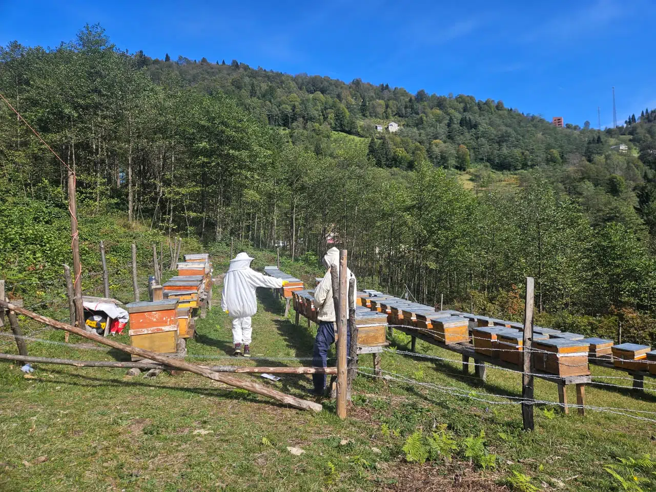 Şalpazarı'nda Arıcılık İçin Kovan Tespit Çalışmaları Devam Ediyor