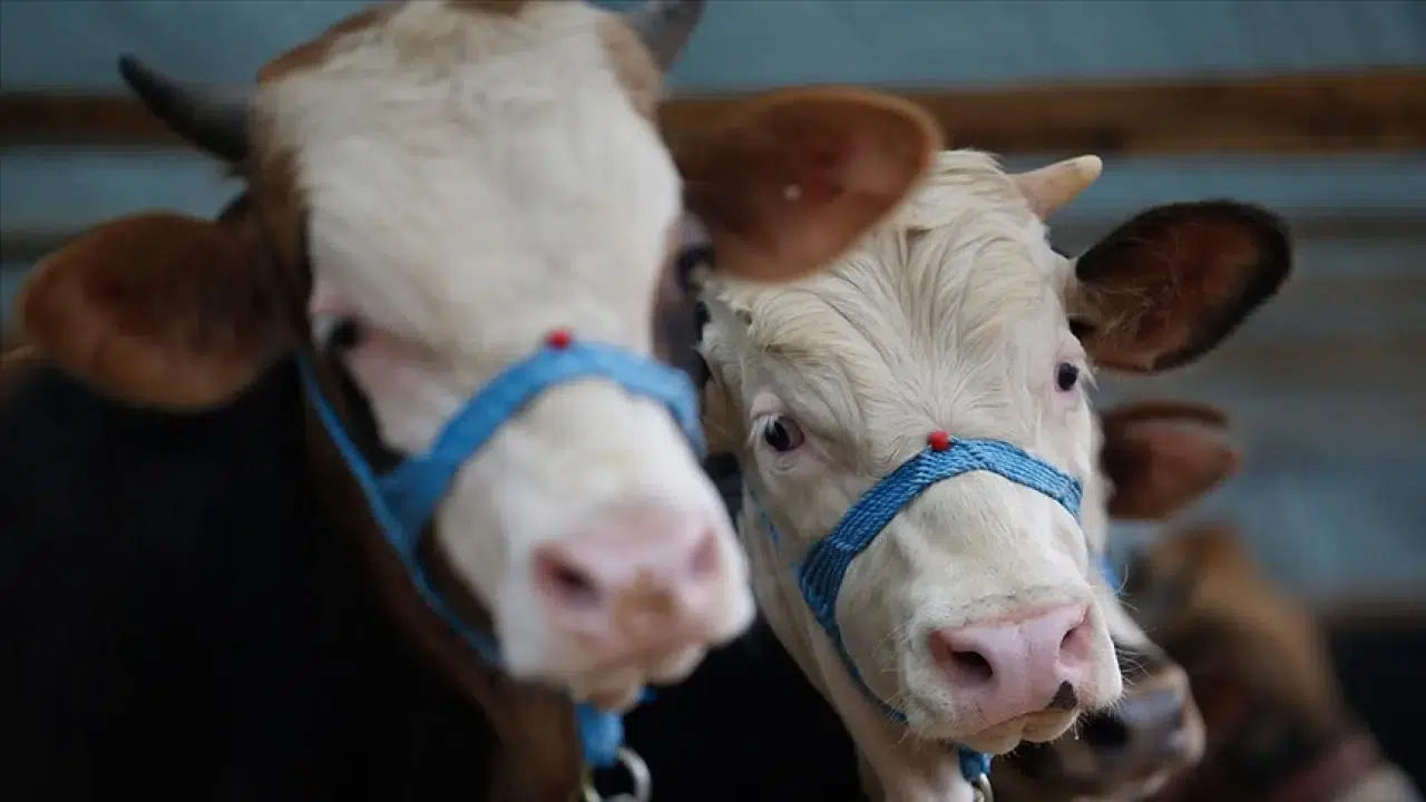 Samsun'da Şap Hastalığı Nedeniyle Acil Karantina Uygulaması Başlatıldı