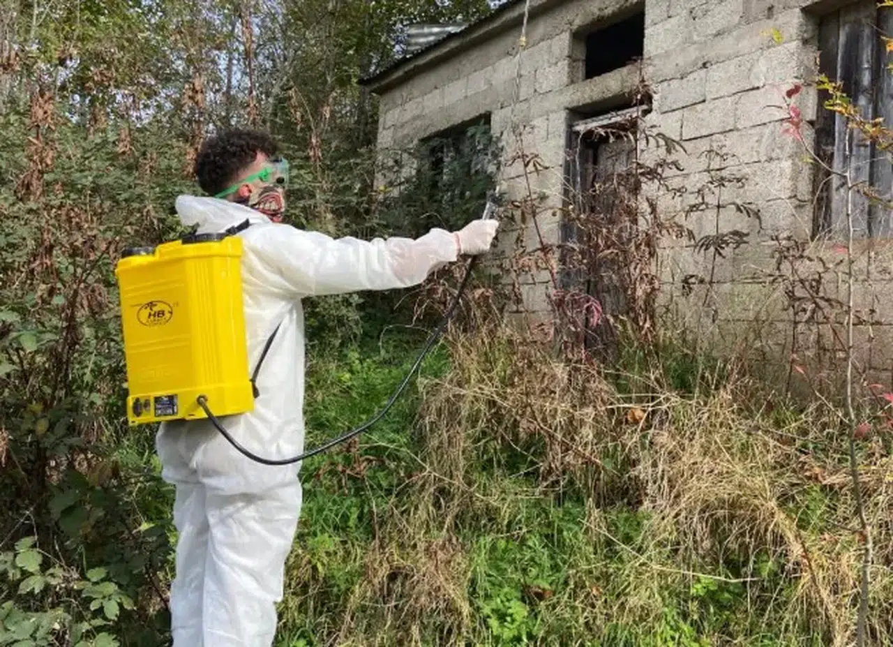 Trabzon'da kahverengi kokarca için kışlak ilaçlama çalışmaları sürüyor