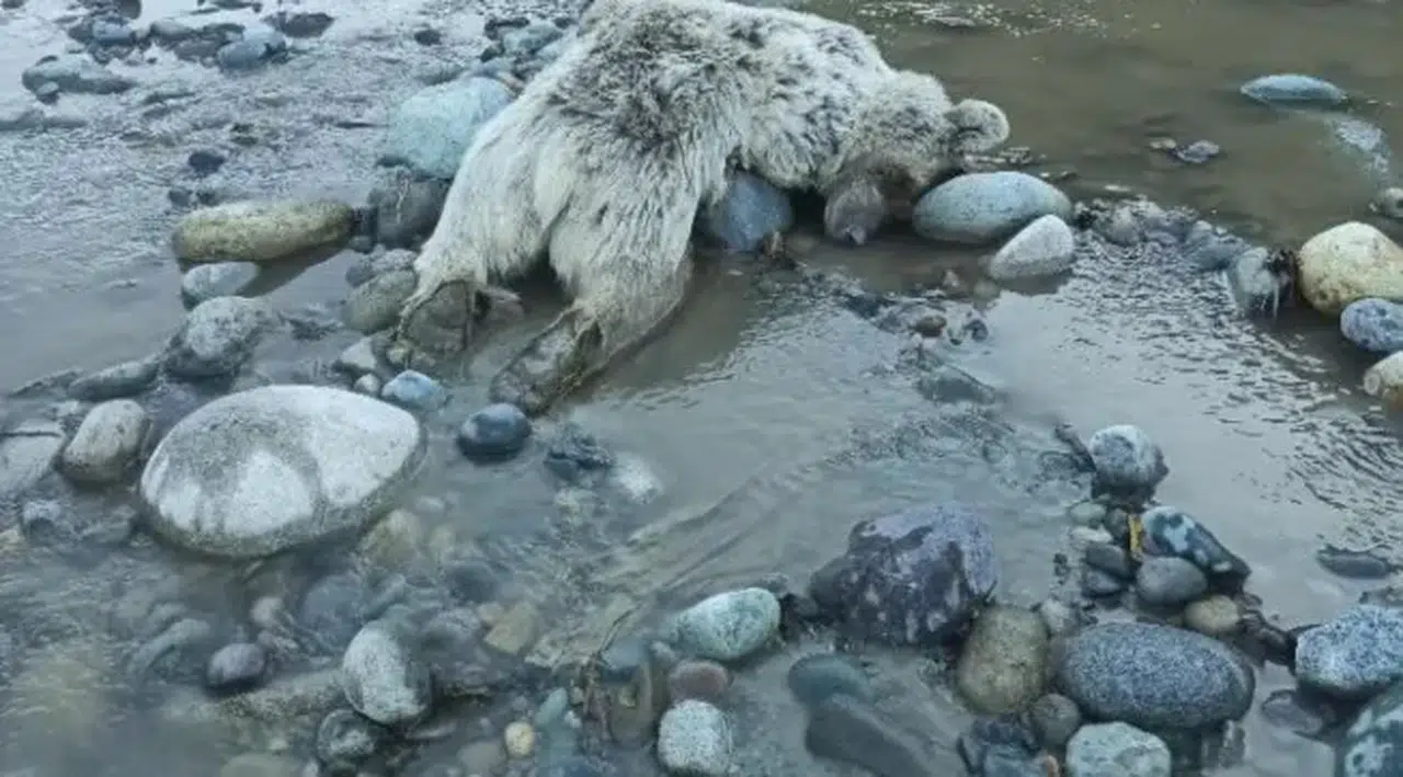 Fırtına Deresi’nde Şaşırtan Görüntü: Beyaz Ayı Ölü Bulundu