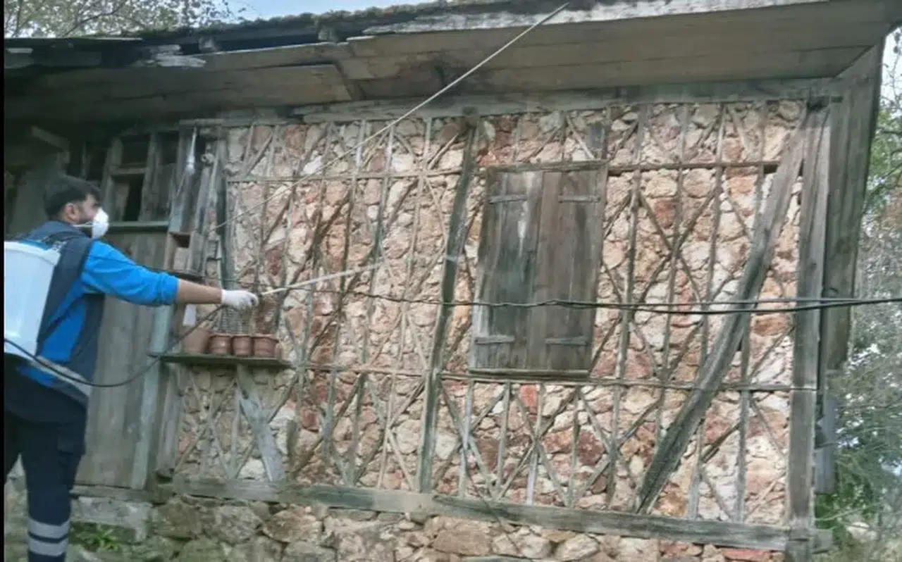 Arsin’de Kahverengi Kokarca Mücadelesi Sürüyor