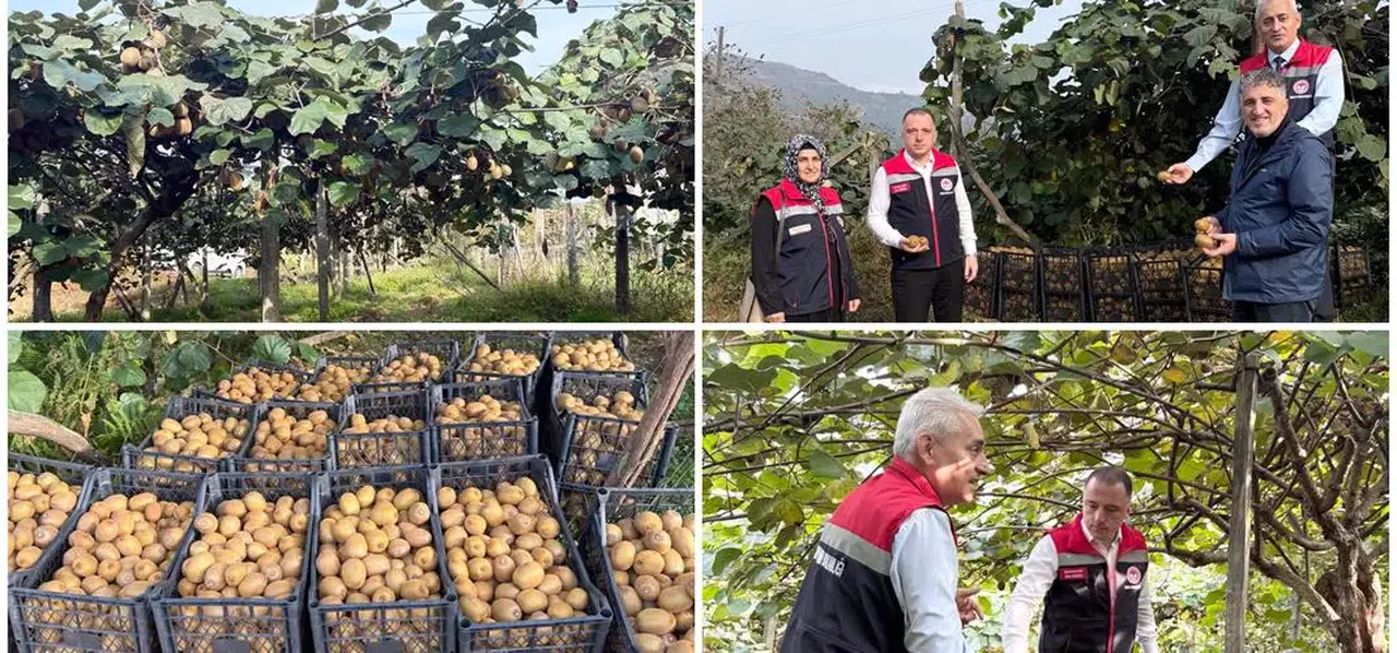 Rize'de Kivi Hasadı Kontrolü: Doğru Zaman Belirlemenin Önemi Vurgulandı