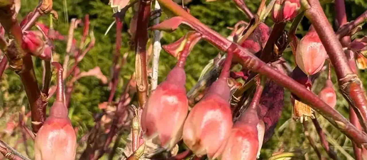 Rize'de iklim değişikliği likapanın Kasım ayındaki beklenmedik çiçeklenmesine sebep oldu