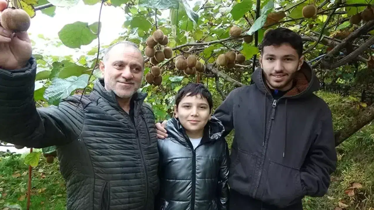 Trabzon’da Kivi Hasadı Başladı: Üreticiler Verimden Memnun