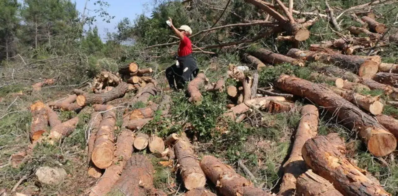 İkizdere’de Gençleştirme Adı Altında Yapılan Ağaç Kesimleri Tepki Topluyor