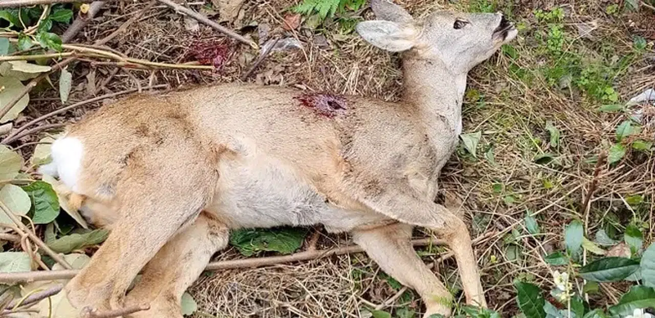 Ardeşen Muhtarlar Derneği’nden Karaca Uyarısı: Doğamız Bize Emanettir