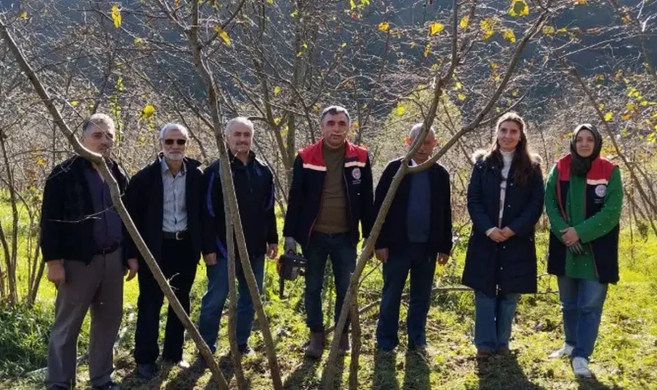 Akçaabat Meşeli Mahallesi’nde Fındıkta Budama Eğitimi Düzenlendi