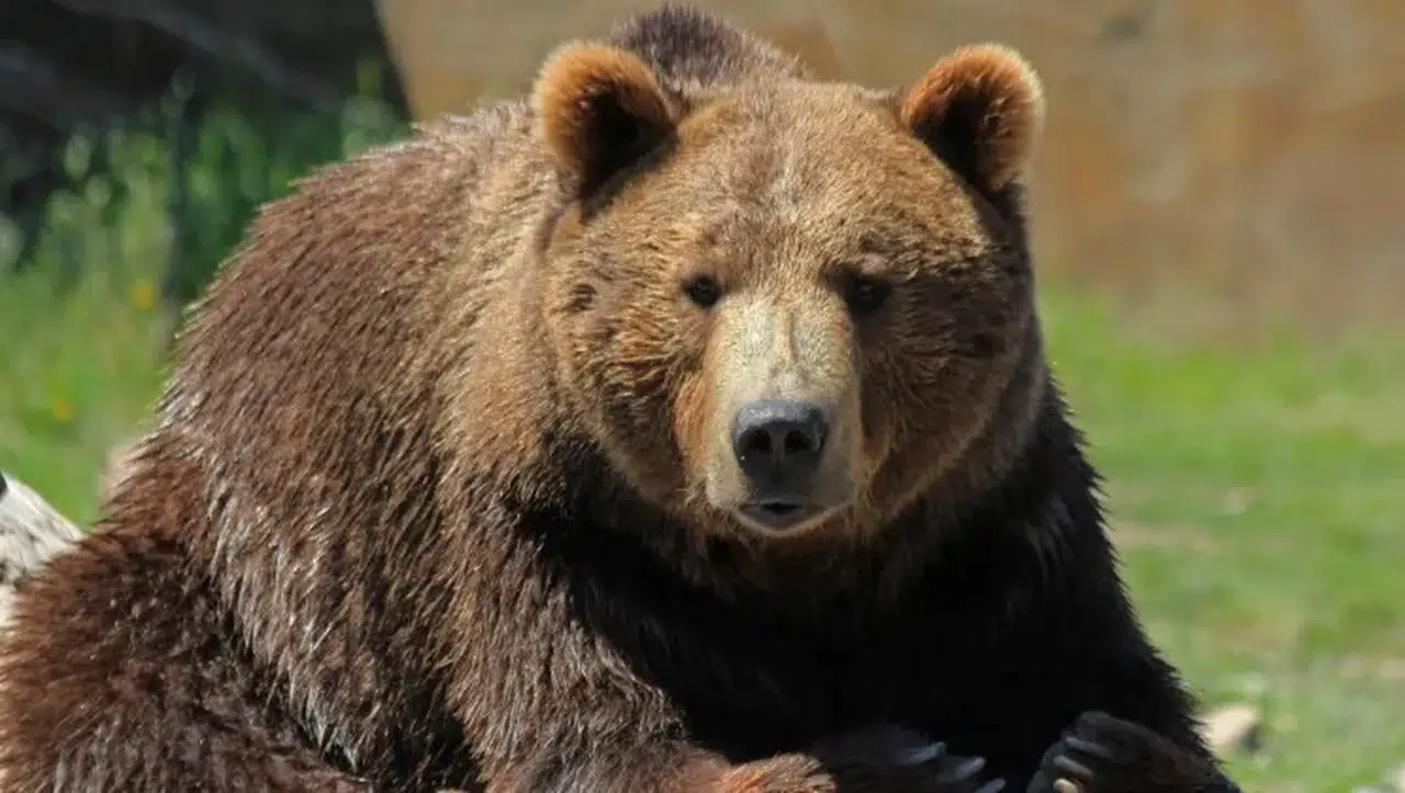 İkizdere Çevre Derneği’nden Ayı Vurma İznine Sert Tepki: Doğayı Korumak Bu Değil