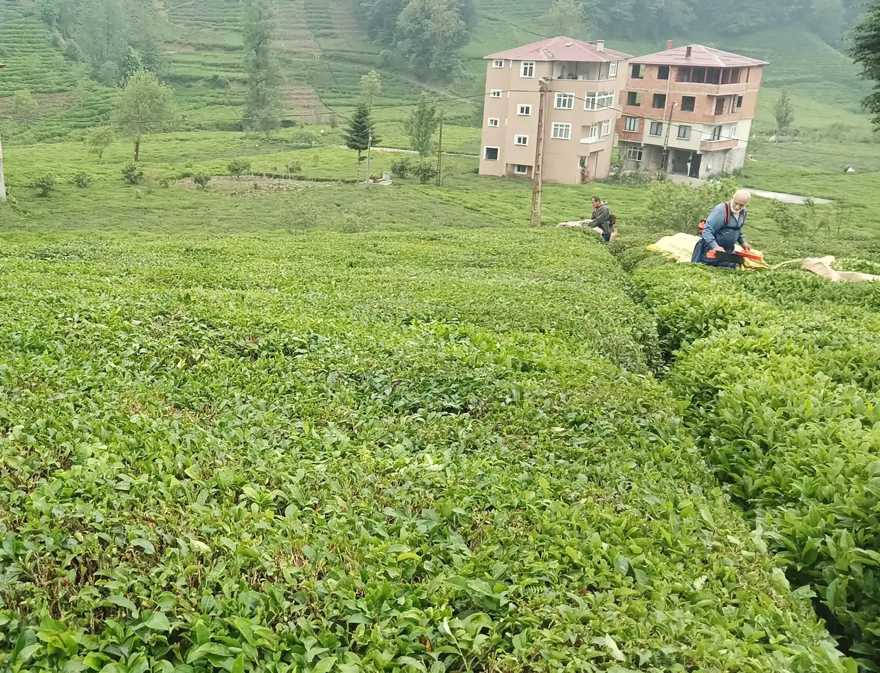 Yerli ve Milli Çay Müstahsilleri: Bereketli Sezon, Gururlu Emek