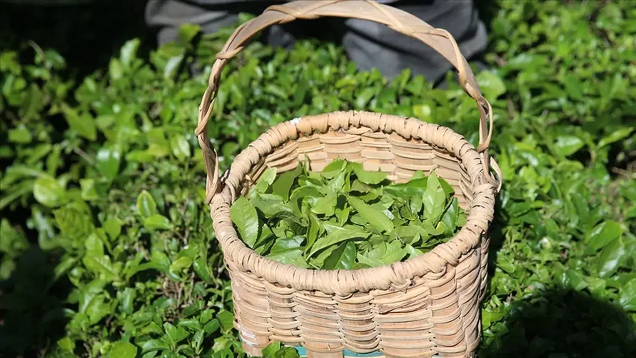 ÇAYKUR'da yarından itibaren randevulu yaş çay alım sistemine geçilecek