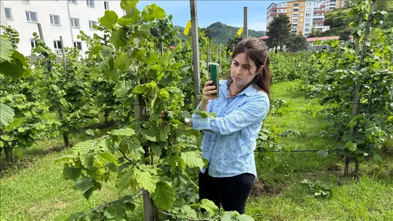 Giresun Tombul Fındığında Yenilikçi Dikim Teknikleri Verimlilikte Artış Sağladı