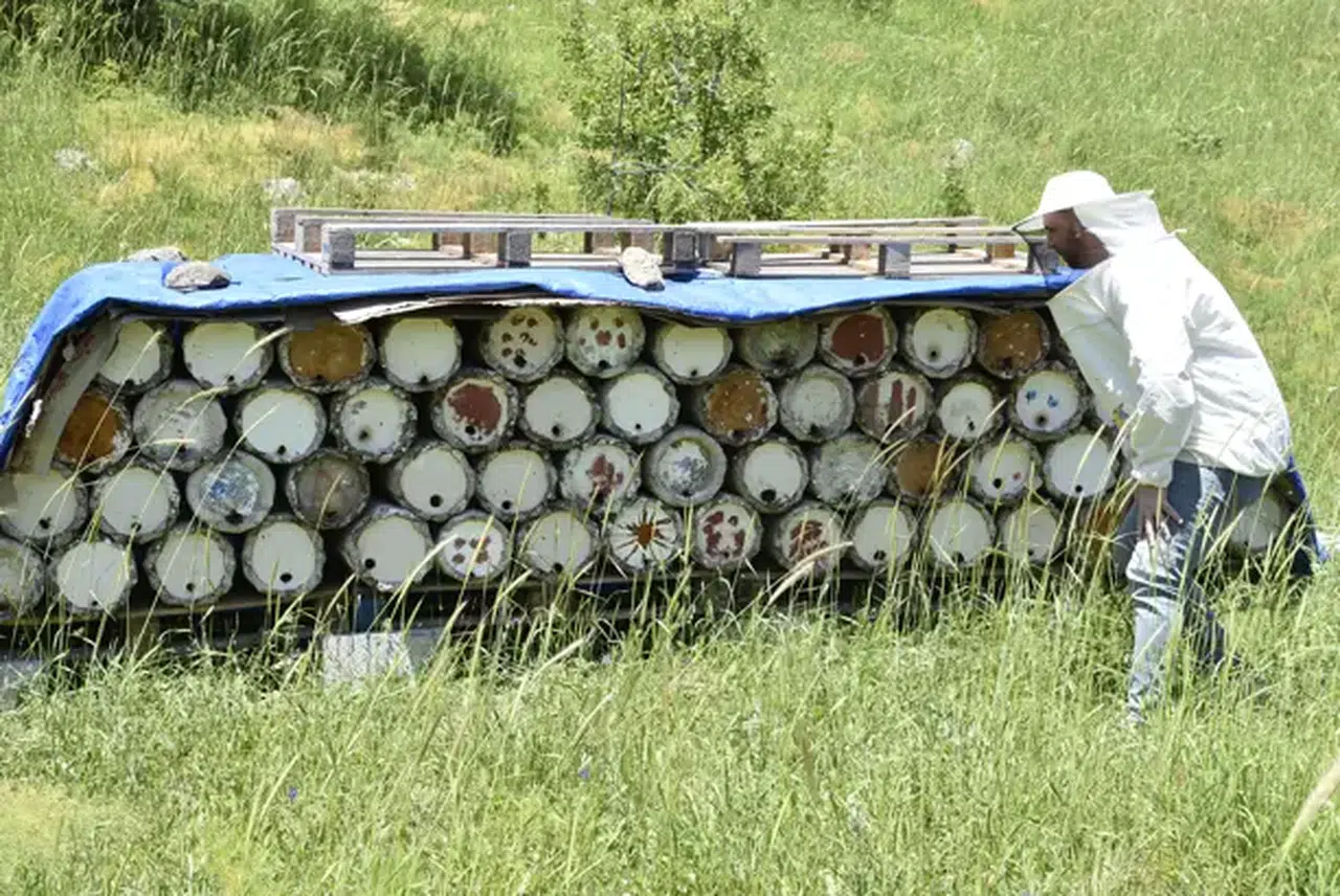 Bitlis balı Paris’te 'Altın Bal' ödülü aldı