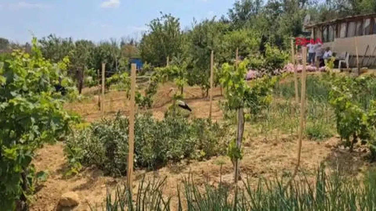 Yaralı leylek 'Pamuk', Edirne'deki Amaç ailesinin bahçesinde tedaviye alındı
