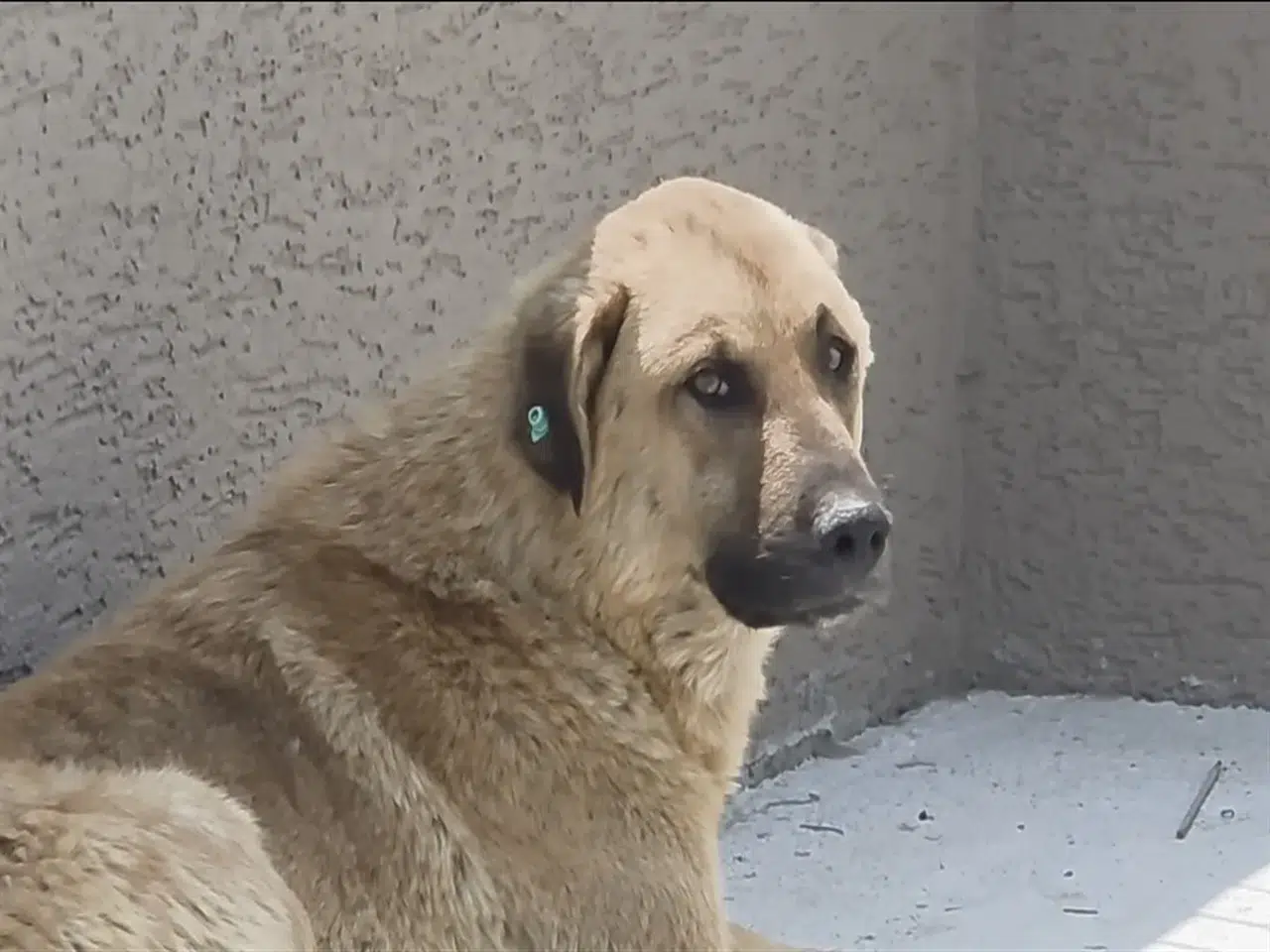 Büyükçekmece'de Otomobilin Köpeğe Çarptığı Anlar Güvenlik Kamerasında Kaydedildi!