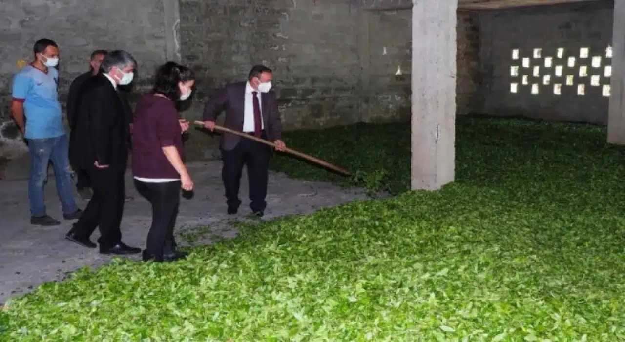 Rize'deki kadın çay eksperleri tuvalet eksikliğiyle mücadele ediyor, ÇAYKUR'dan çözüm bekleniyor.