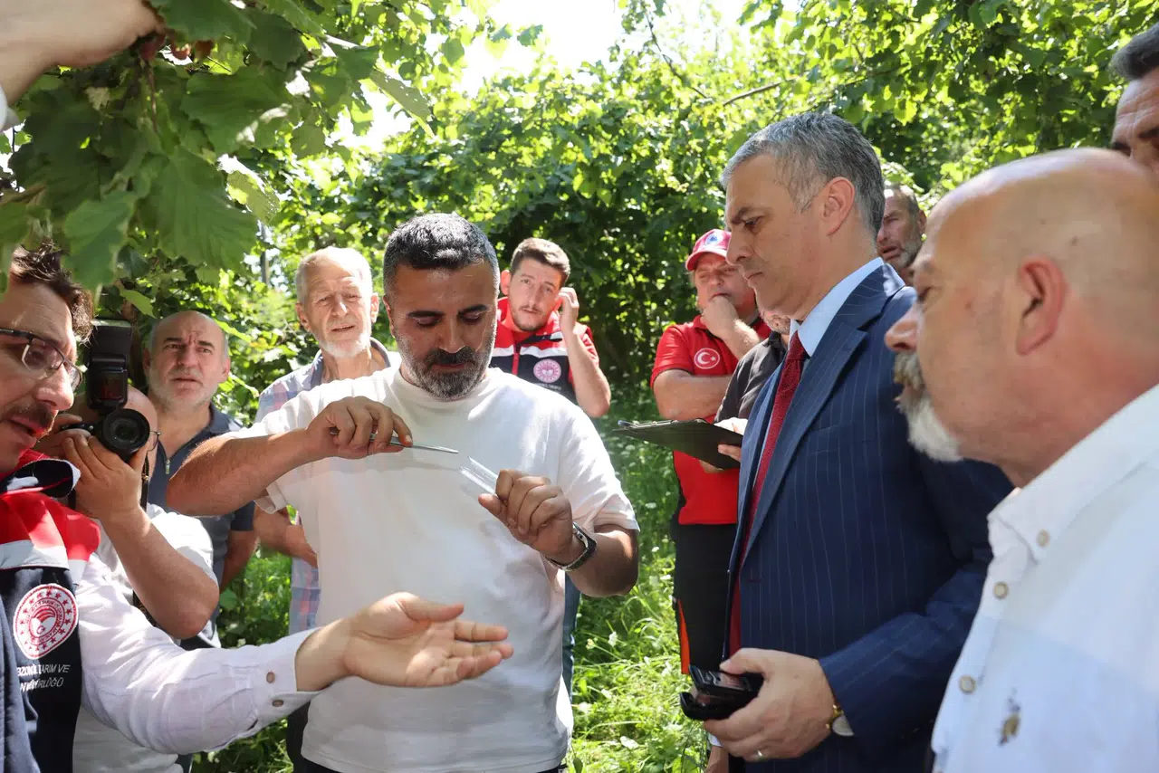 Yomra Belediyesi, çevre dostu tarım için samuray arıları salarak kahverengi kokarca ile mücadele ediyor