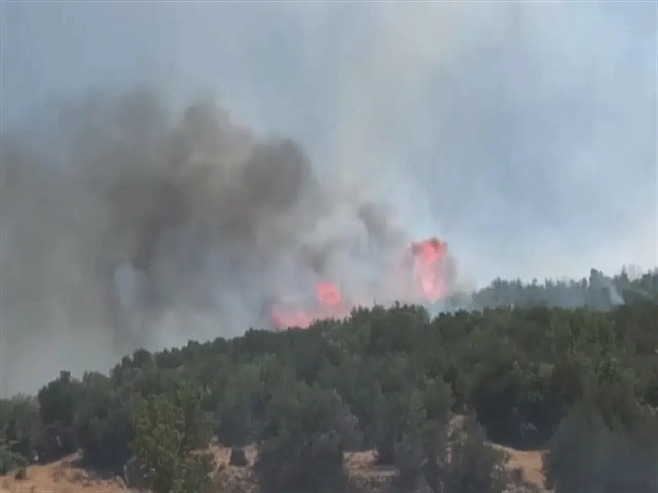 Gaziantep'te orman yangını 2,5 saatte kontrol altına alındı, 5 hektar alan zarar gördü
