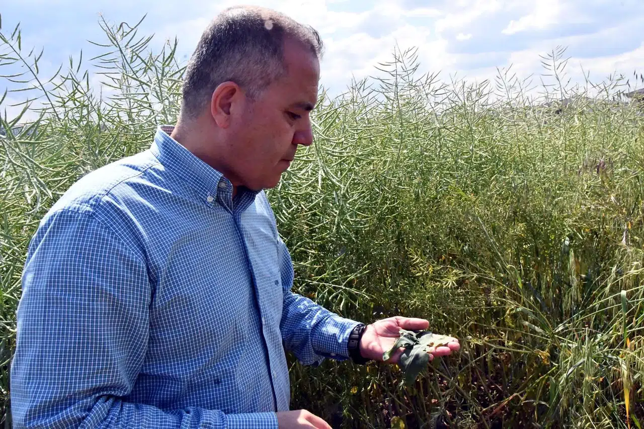 Kanola tarlalarındaki tırtıl alarmı üreticileri tedirgin etti, ilaçlama başladı