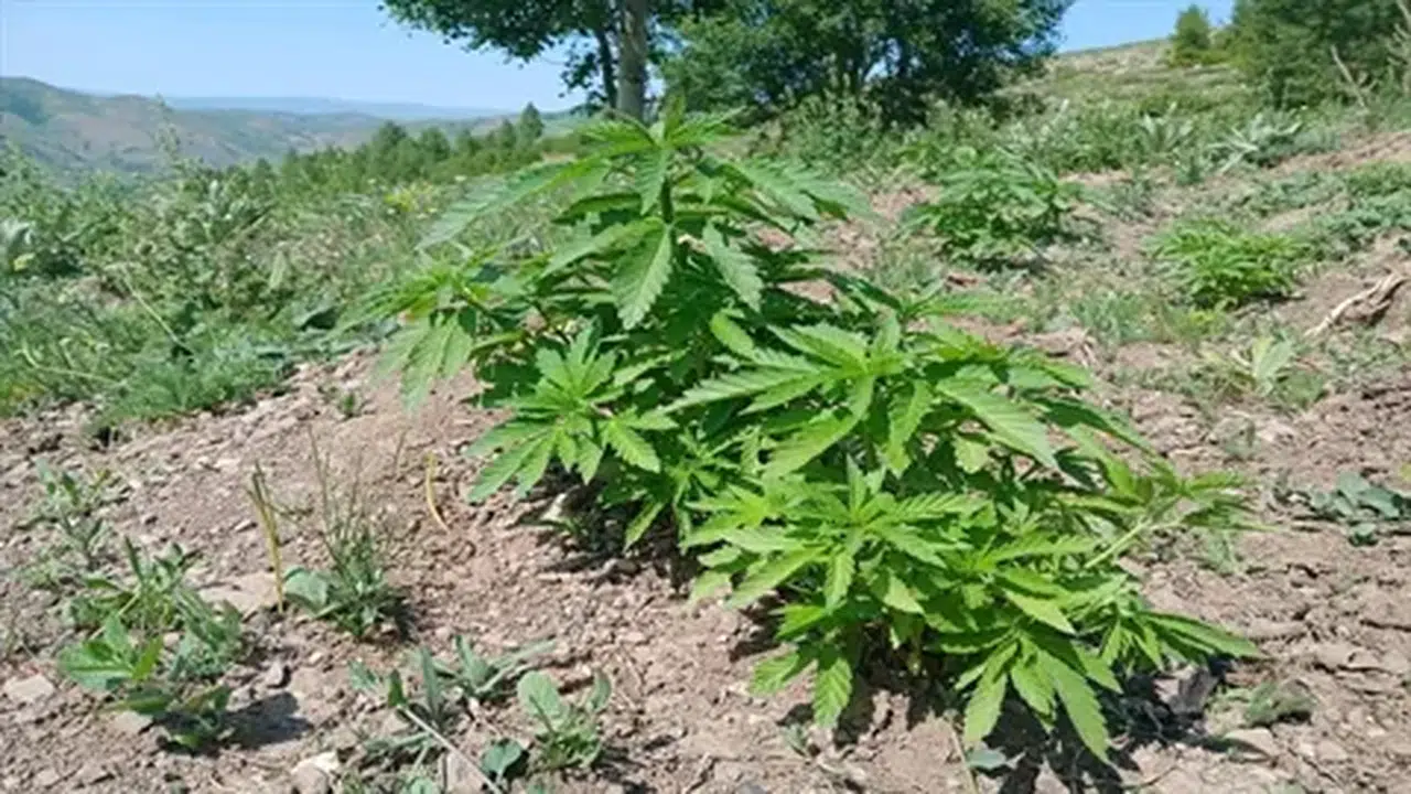 Bingöl'de Jandarma, 700 Kök Kenevir Ele Geçirdi, Soruşturma Başlatıldı