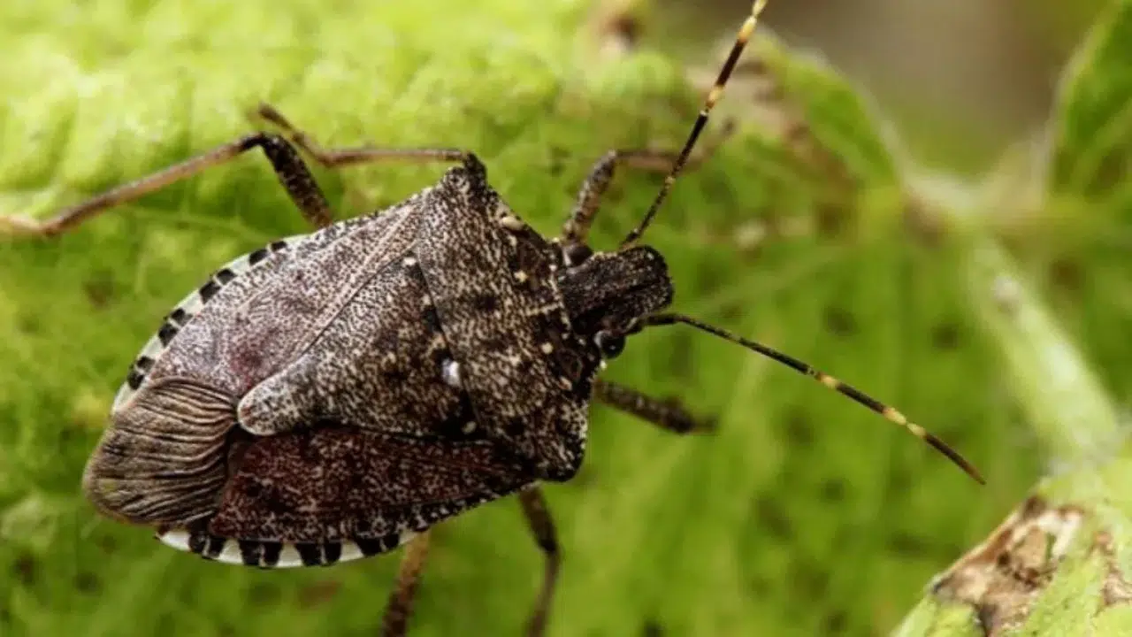 Havalar Isındı: Çay Bahçelerinde Kene ve Kokarca Tehdidi Artıyor!