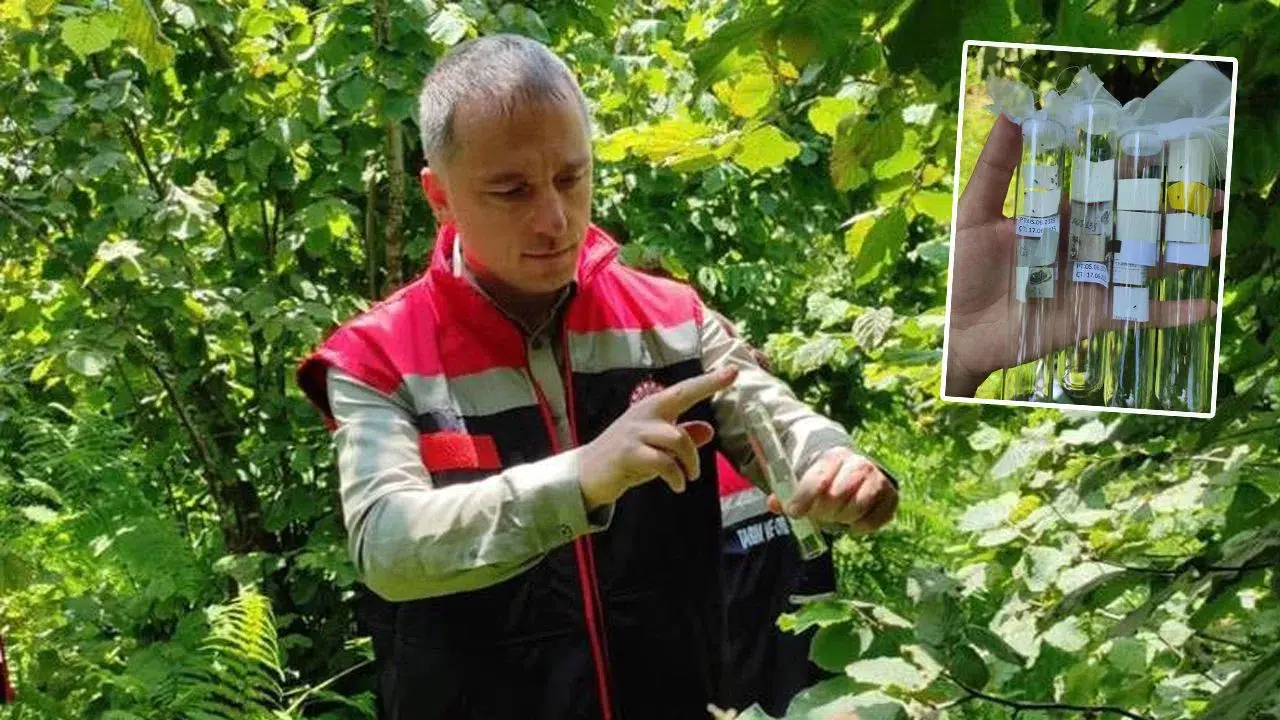 Rize'de kahverengi kokarca ile mücadelede 50 bin samuray arısı doğaya salındı