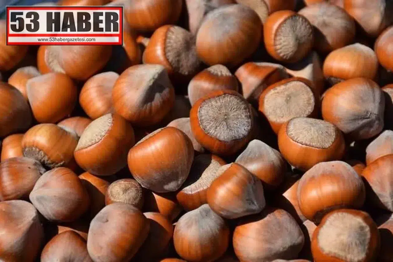Fındık Piyasasında Son Durum: 5 Haziran İtibarıyla Ordu, Giresun, Sakarya ve Diğer Bölgelerdeki Fiyatlar