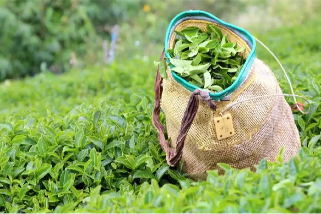 ÇAYKUR 2025 yaş çay alım fiyatını 25,44 TL olarak açıkladı, özel sektör fiyatları düşüşte!
