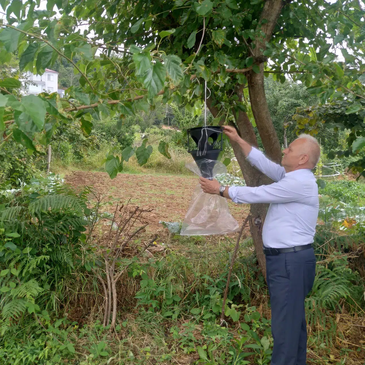 Beşikdüzü’nde Kahverengi Kokarca Zararlısına Karşı Feromon Tuzaklarıyla Mücadele