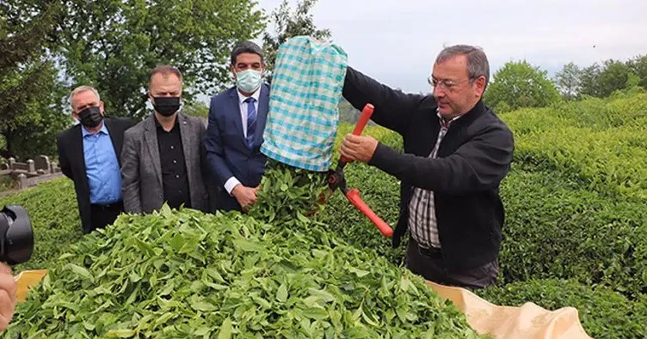 Çay alımları normale dönecek