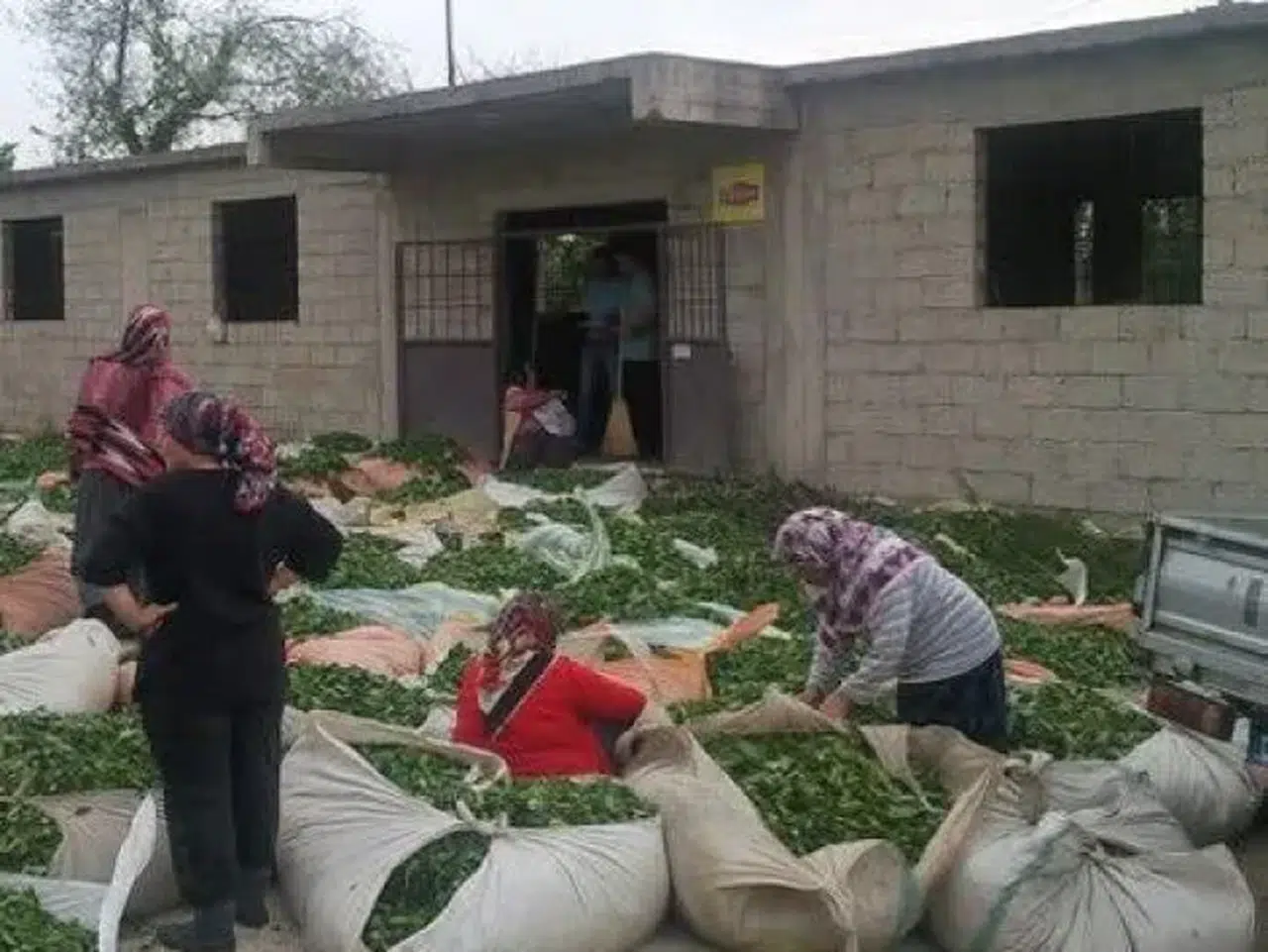 Çayda Kalite Tartışması: Üreticiler Şikâyetçi