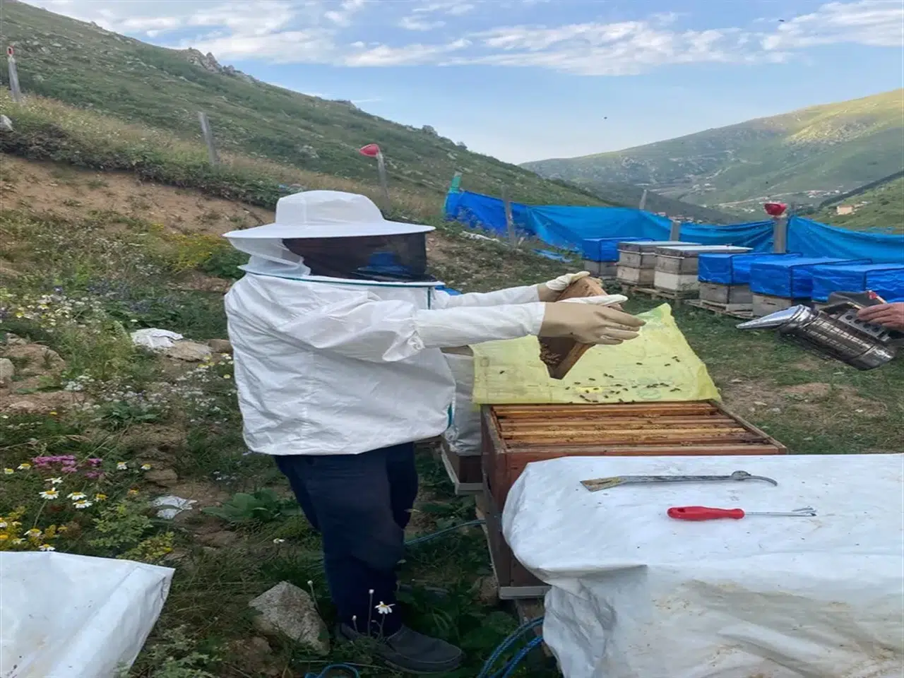 Anzer Balı'nda Eşsiz Referans Sağımı: Kalite ve Lezzetin Yeni Belirleyicisi