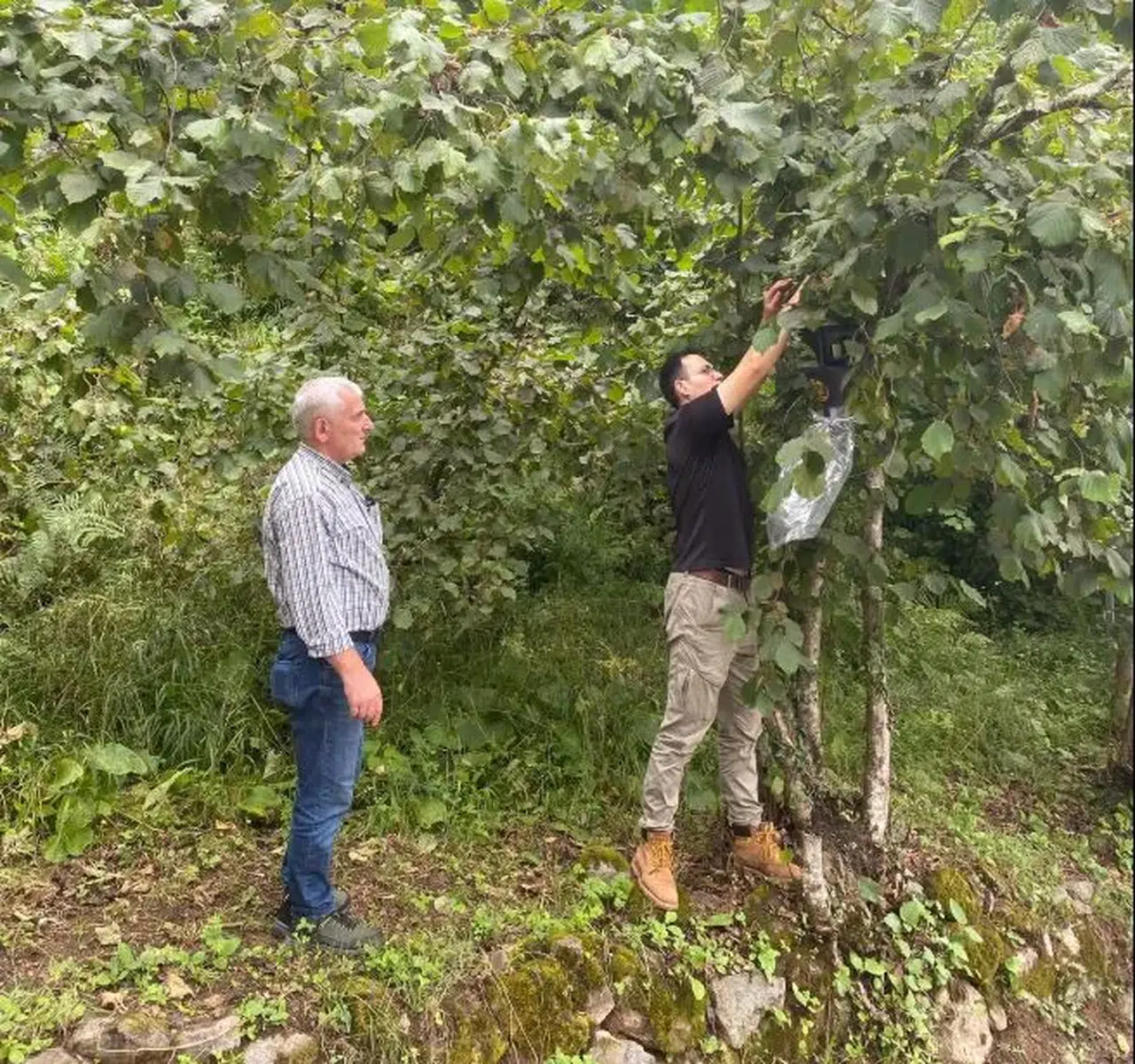 Kahverengi Kokarca ile Mücadelede Dernekpazarı'ndan Etkili Adımlar