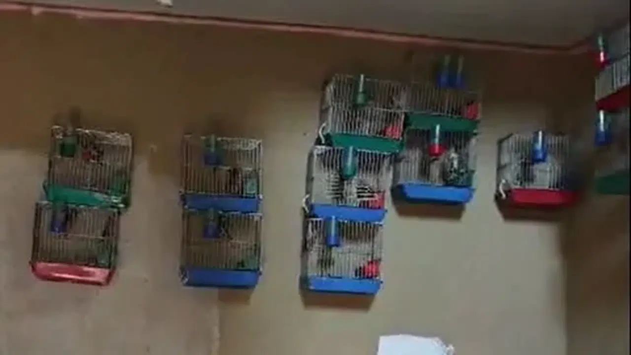 Adana'da yasak kuş besleyen yabancıya 151 bin lira ceza verildi