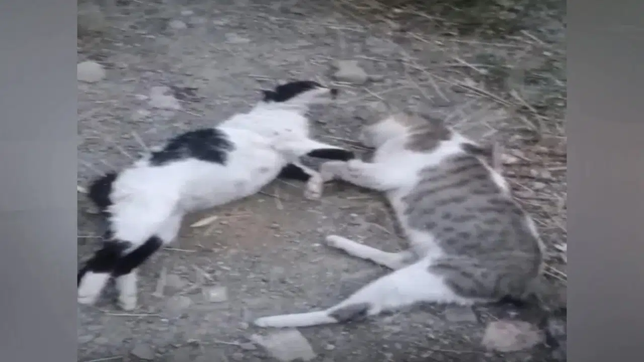 Hakkari'de masum can katliamı: 10 köpek, 5 kedi ve 3 tilki katledildi