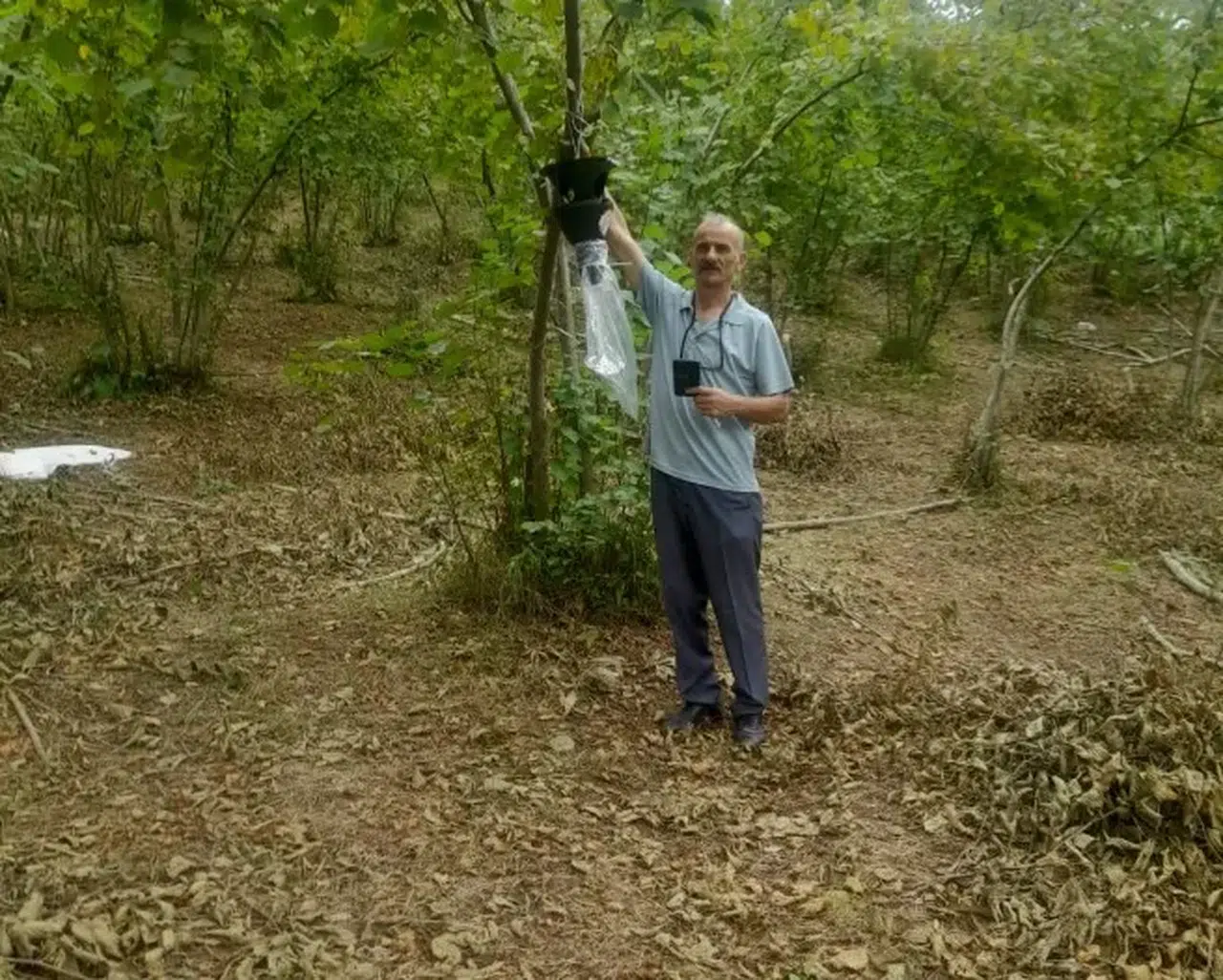 Arsin'de Tarım Arazilerini Koruma İçin Kahverengi Kokarca ile Mücadele Başlatıldı