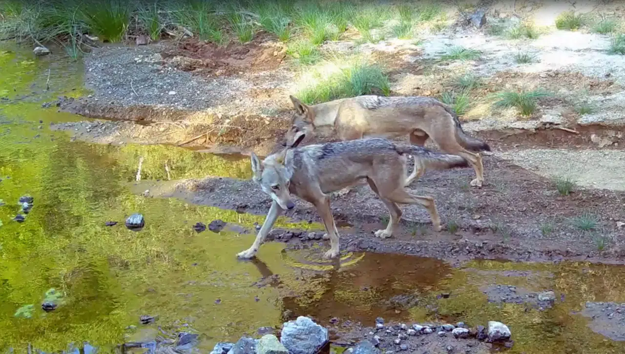 Muğla'da Su Kaynağına Gelen Kurtlar Kamerada Görüntülendi!