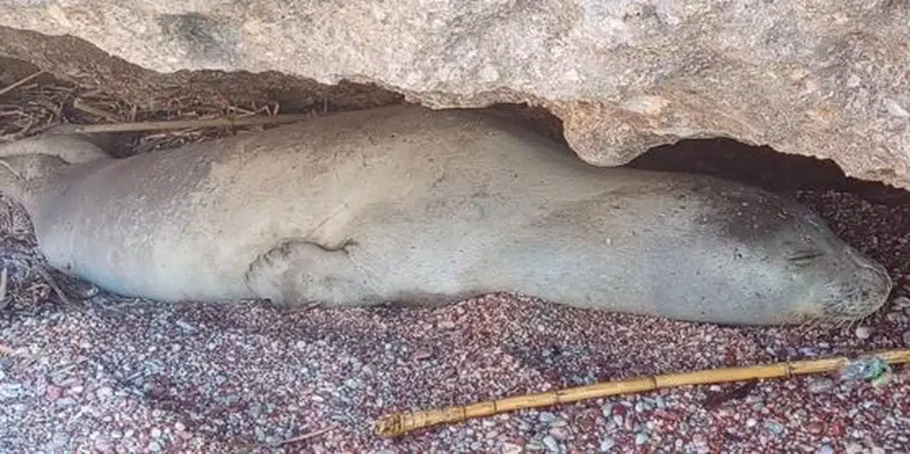 Datça'da Bulunan Yorgun Akdeniz Foku Yeniden Doğaya Salındı